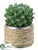 Pincushion Cactus - Green - Pack of 6