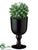 Hedgehog Cactus - Green - Pack of 4