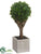 Baby's Tear Ball Topiary - Green - Pack of 4