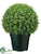 Baby's Tear Ball Topiary - Green Two Tone - Pack of 1