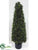 Boxwood Cone Topiary - Green - Pack of 1