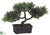 Tea Leaf Bonsai Tree - Green - Pack of 6