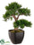 Cedar Bonsai Tree - Green - Pack of 6