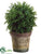 Baby's Tear Ball Topiary - Green - Pack of 6