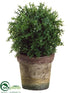 Silk Plants Direct Baby's Tear Ball Topiary - Green - Pack of 6