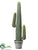 Cactus - Green - Pack of 1