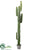 Cactus Plant - Green - Pack of 1