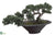 Cedar Bonsai Tree - Green - Pack of 1