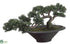 Silk Plants Direct Cedar Bonsai Tree - Green - Pack of 1