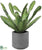 Cactus - Green - Pack of 4