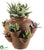 Cactus Garden - Green - Pack of 1