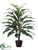 Cordyline Plant - Green Burgundy - Pack of 4