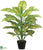 Dieffenbachia Plant - Green - Pack of 4