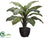 Dieffenbachia Plant - Green Variegated - Pack of 2