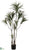 Outdoor Dracaena Marginata Tree - Green Burgundy - Pack of 2