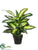 Dieffenbachia Plant - Green - Pack of 12