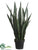 Sansevieria - Green - Pack of 2