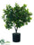 Silk Plants Direct Ficus Ball Topiary - Green - Pack of 2