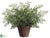 Maidenhair Fern - Green - Pack of 6