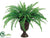 Boston Fern - Green - Pack of 4