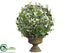 Silk Plants Direct Ficus Primula Ball Topiary - Variegated - Pack of 2