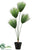 Umbrella Grass Plant - Green - Pack of 4