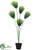 Umbrella Grass Plant - Green - Pack of 2