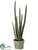 Snake Grass Plant - Green - Pack of 4