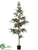 Juniper Tree - Green - Pack of 2