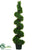 Jade Plant Spiral Topiary - Green - Pack of 2