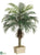 Phoenix Palm Tree - Green - Pack of 2