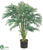 Areca Palm Tree - - Pack of 2