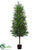 Podocarpus Tree - Green - Pack of 2