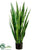 Sansevieria - Green - Pack of 2