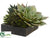 Succulent Garden Arrangement - Green Burgundy - Pack of 2