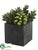 Succulent Garden Arrangement - Green - Pack of 4