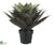 Agave Plant - Green - Pack of 1