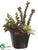 Succulent Garden - Green Burgundy - Pack of 4