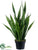 Sansevieria - Green - Pack of 4