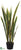 Sansevieria Plant - Green Yellow - Pack of 2