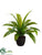 Bird Nest Fern - Green - Pack of 4