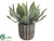 Agave - Green Gray - Pack of 6