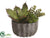 Succulent Garden Arrangement - Green Burgundy - Pack of 4