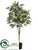 Aralia Tree - Green - Pack of 4