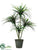 Yucca Head Plant - Green Red - Pack of 2