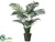 Areca Palm Tree - Green - Pack of 2