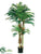 Phoenix Palm Tree - Green - Pack of 1