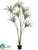 Yucca Tree - Green Cream - Pack of 2