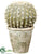 Barrel Cactus - Green Yellow - Pack of 2