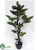 Boxwood Bonsai - Green - Pack of 2